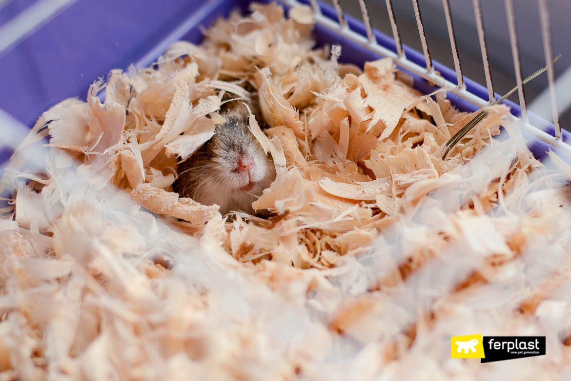 The Hamster's Lifespan - 7 Things Affecting It