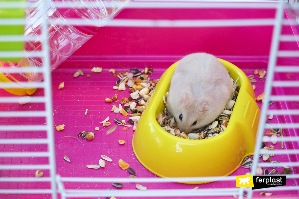 Hamster life expectancy: how long can a hamster live? - Versele-Laga