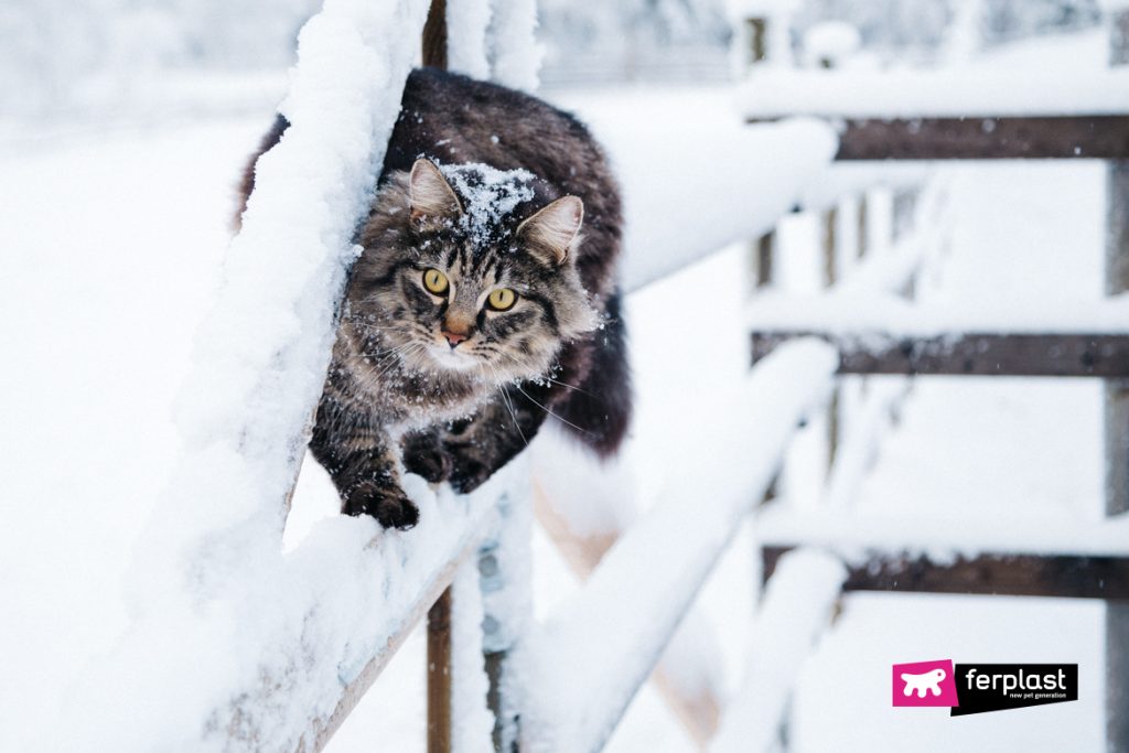 Кошки и снег – поведение кошек в снегопад