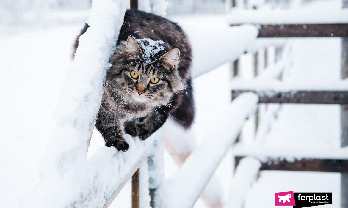 снежная опасность кошка