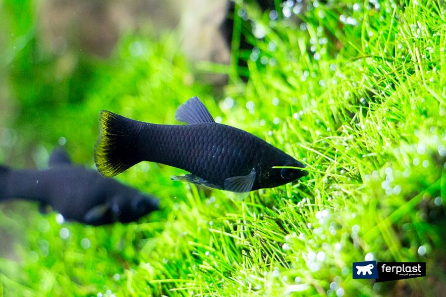 Black Molly Fish for Sale