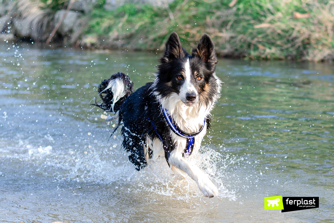 Border Collie Dog Breed Information & Characteristics