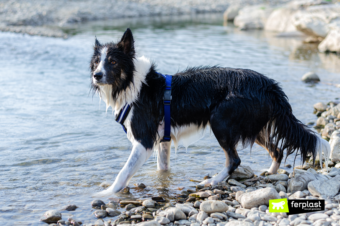 BORDER COLLIE 🐶 (Origem da raça, Características, Personalidade e  Cuidados) 