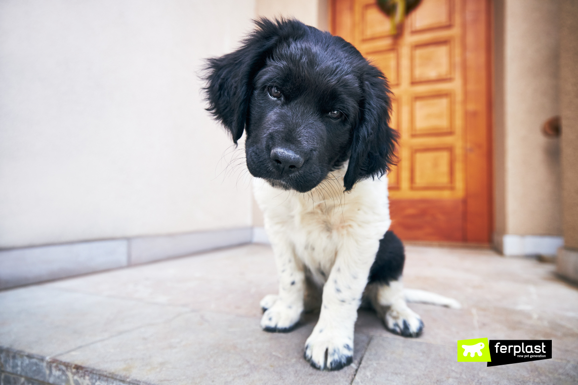 Foro per Porta basculante per cani Modena Maranello – Realizzazione buco  nel vetro Porticina gatti doppio vetro lievitatore tigelle