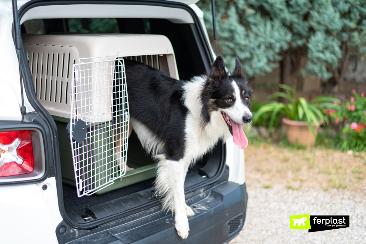 BORDER COLLIE 🐶 (Origem da raça, Características, Personalidade e  Cuidados) 