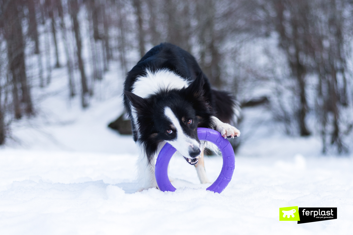 BORDER COLLIE 🐶 (Origem da raça, Características, Personalidade e Cuidados)