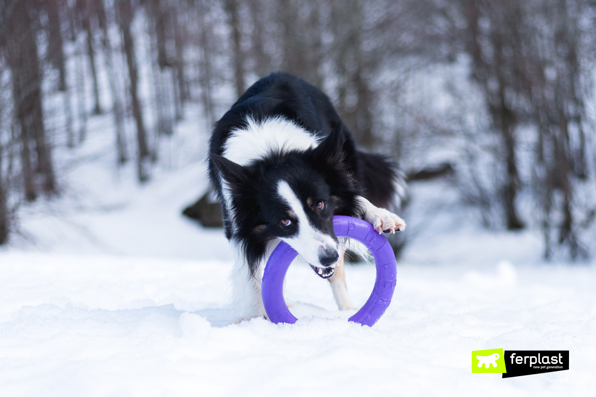 comment prendre soin du border collie