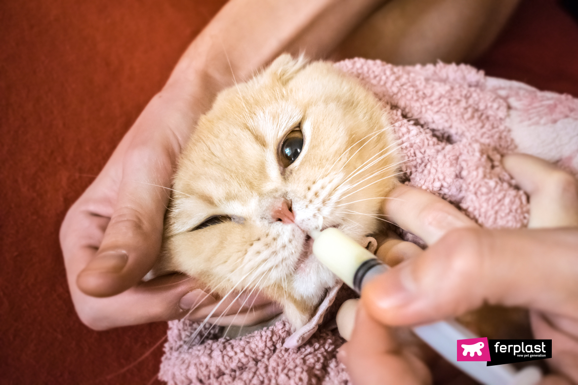 Comment donner un médicament liquide à un chat