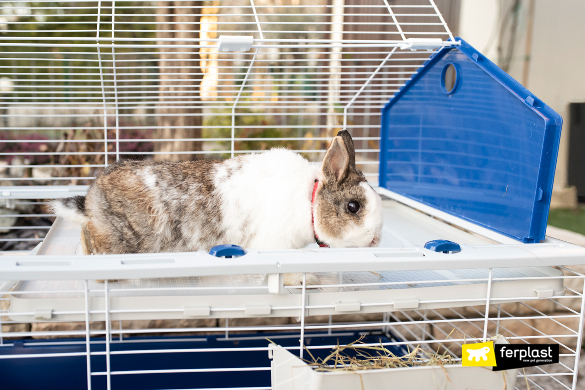 Do rabbits hold grudges? - PetRescue