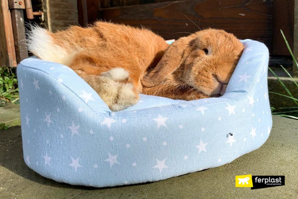 Why Do Rabbits Play Dead? How To Understand Their Behaviour