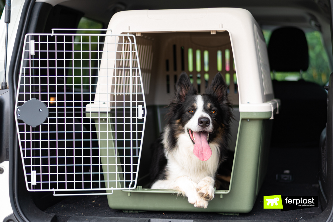 BORDER COLLIE 🐶 (Origem da raça, Características, Personalidade e  Cuidados) 