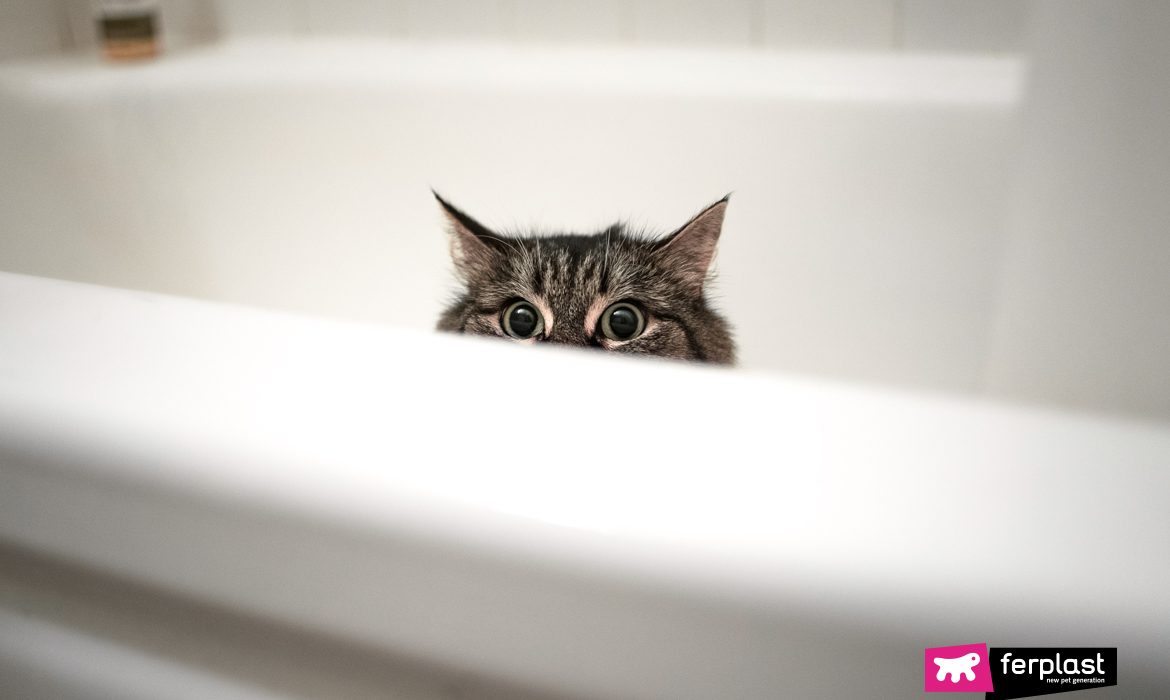 кошка следует за мной в ванной