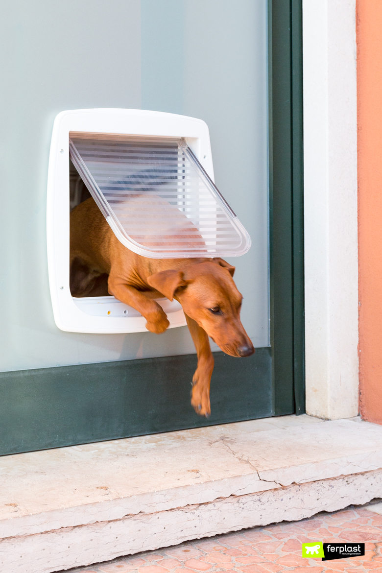 Gattaiola E Porta Basculante Per Cani: Consigli per l'acquisto