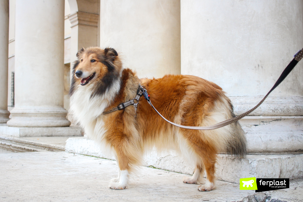 Cane con guinzaglio Nylon Cricket