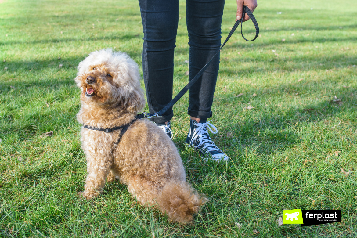 Come Scegliere I Giusti Guinzagli Per Cani: Lunghezza E Materiale