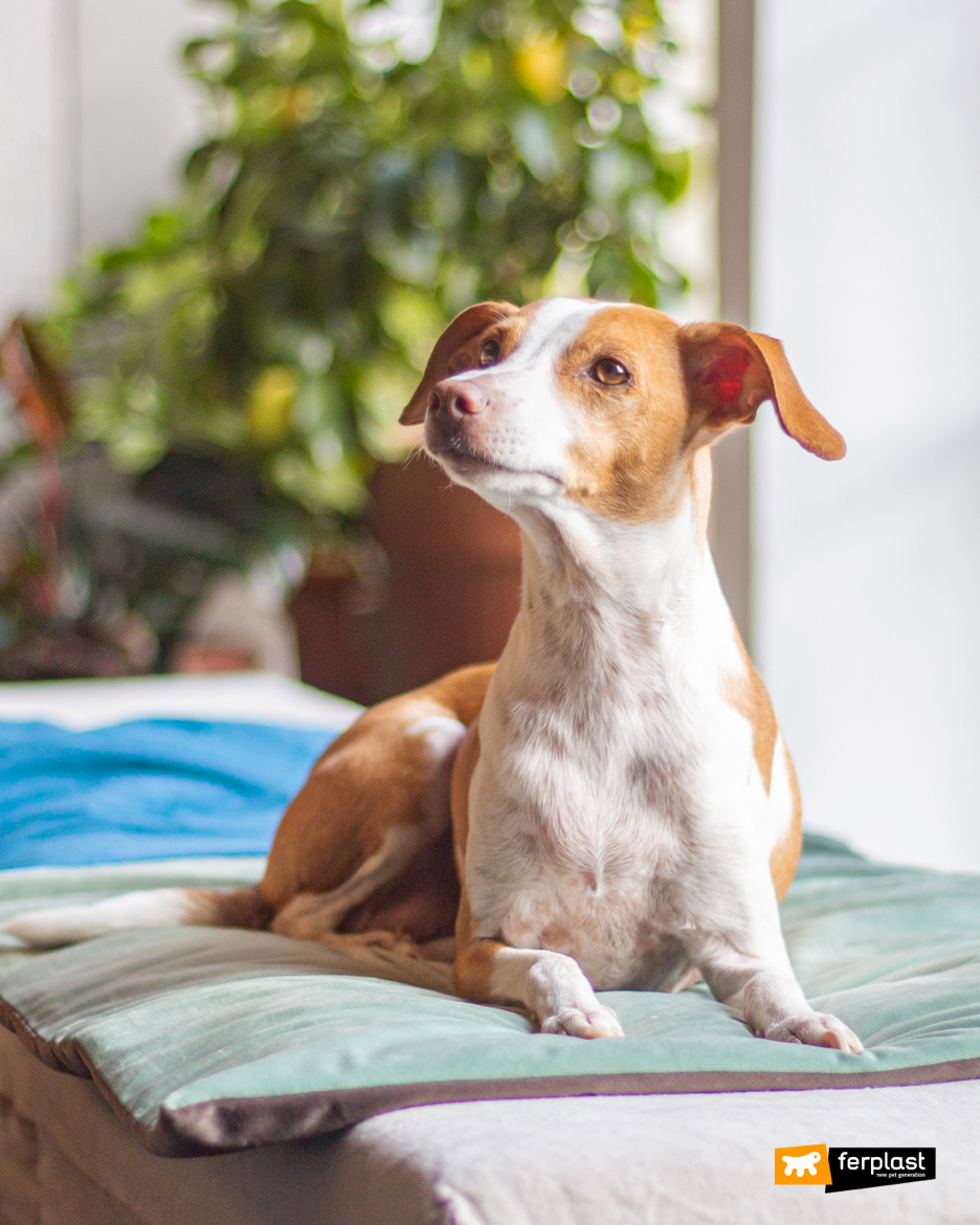 Cane in casa su cuscino Ferplast