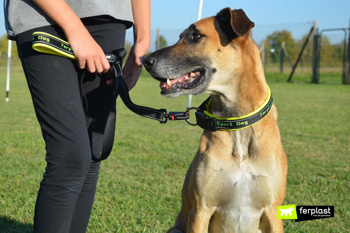 Logro neutral Skalk Cómo Elegir Las Correas Para Perros Adecuadas: Longitud Y Material