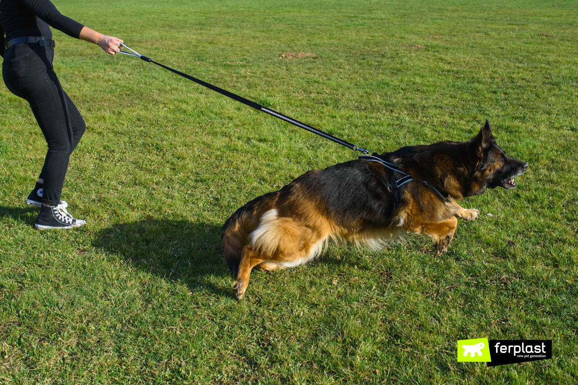Leashes-for-dogs-that-pull