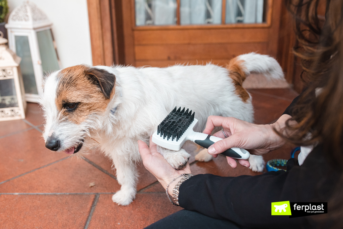 Cane mentre viene spazzolato dalla padrona