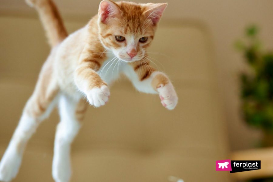 Why Does The Cat Suddenly Run All Over The House?