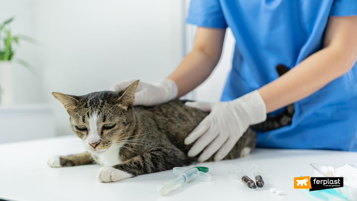 Cat at the vet