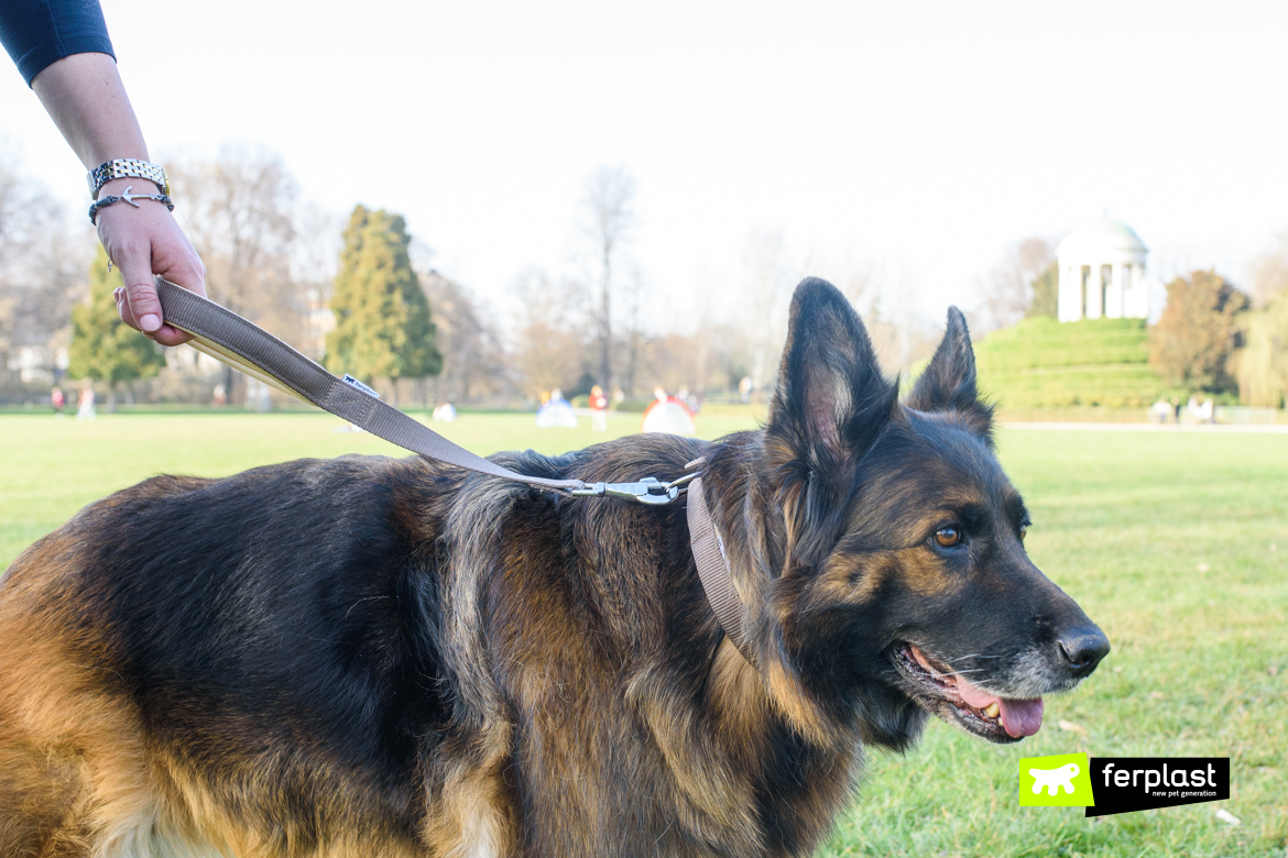 Cane al guinzaglio corto Daytona di Ferplast