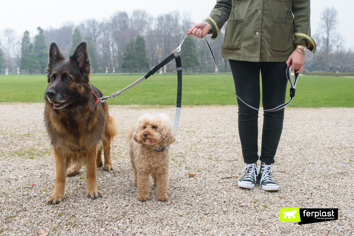 Migliori guinzagli per cani per la passeggiata - ArcaMagazine