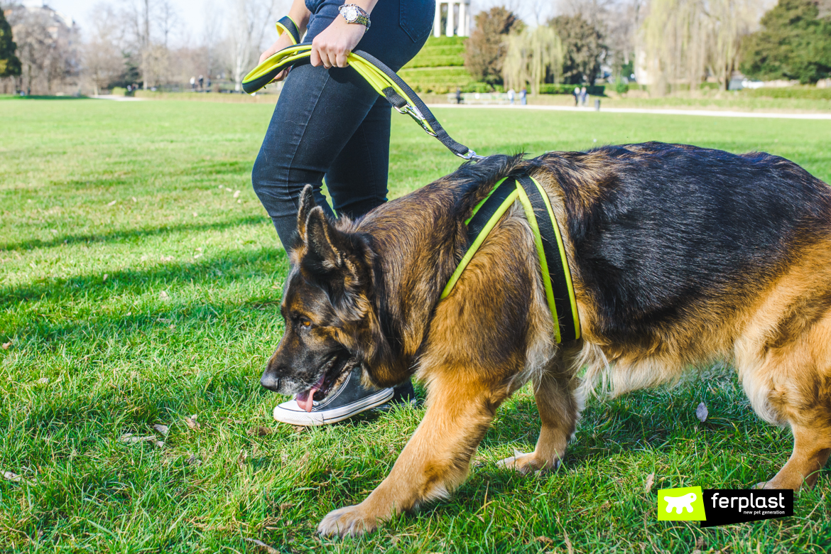 Cane e padrone insieme con pettorina Agila di Ferplast