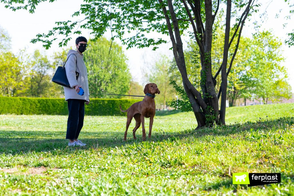 Why Dogs Don'T Want A Leash