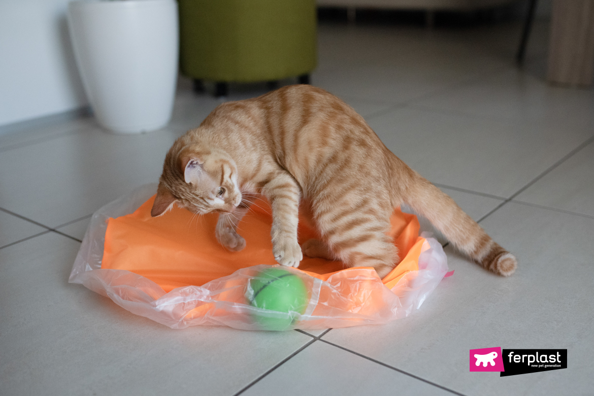 Gatto gioca con gioco Ferplast