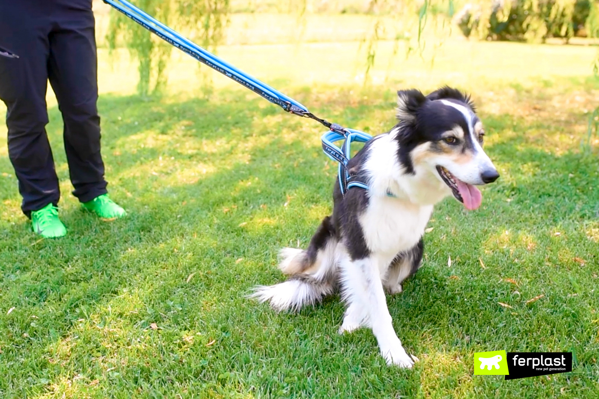 Cão com trela Ferplast puxando