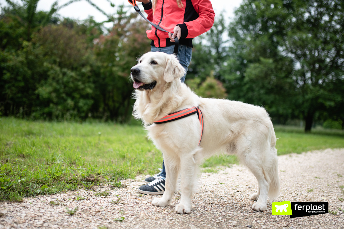 Cane e padrone corrono con guinzaglio Agila Reflex di Ferplast