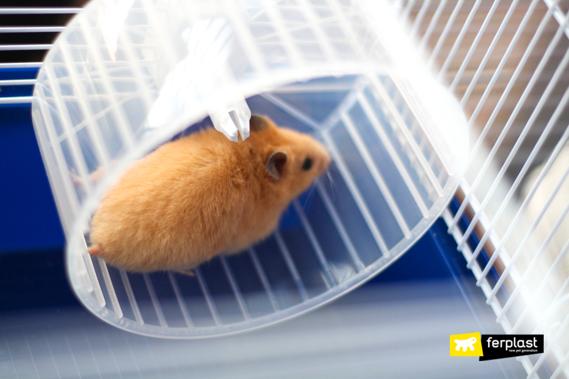 Hamster sur la roue Ferplast