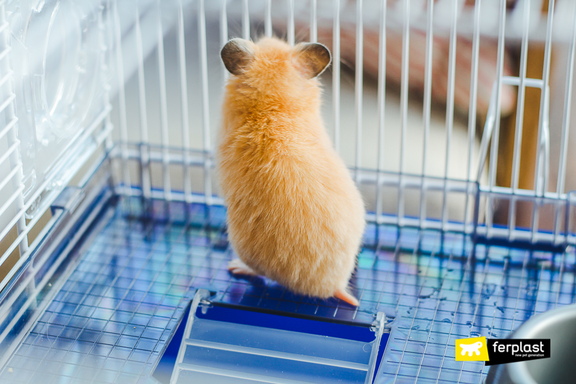 Hamster regarde hors de la cage ferplast