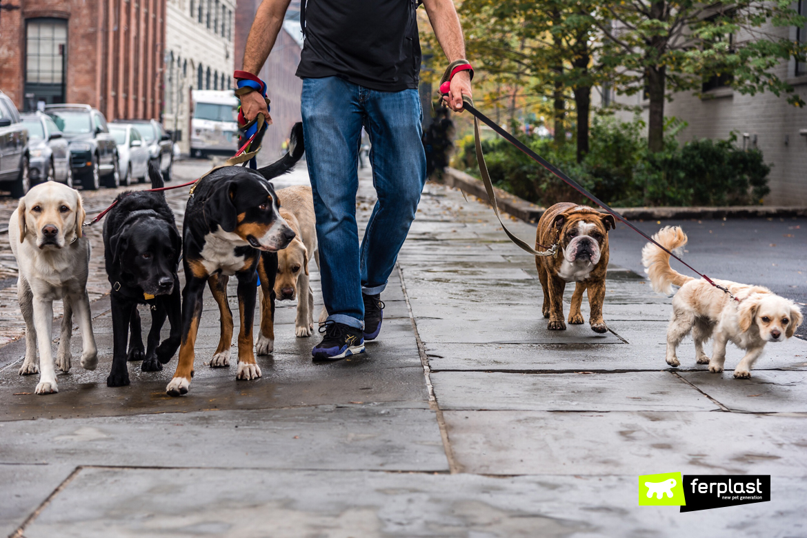 Ragazzo passeggia con più cani alla volta al guinzaglio