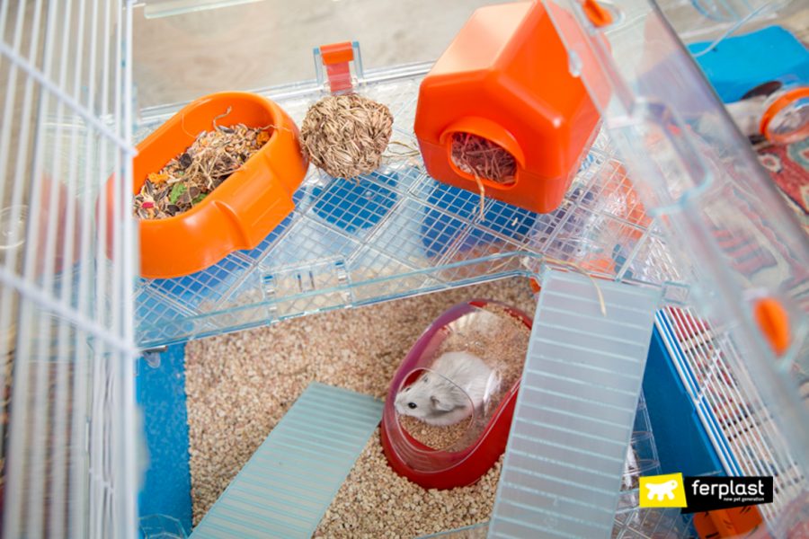 Os Melhores Brinquedos para Hamsters O Que Não Deve Faltar