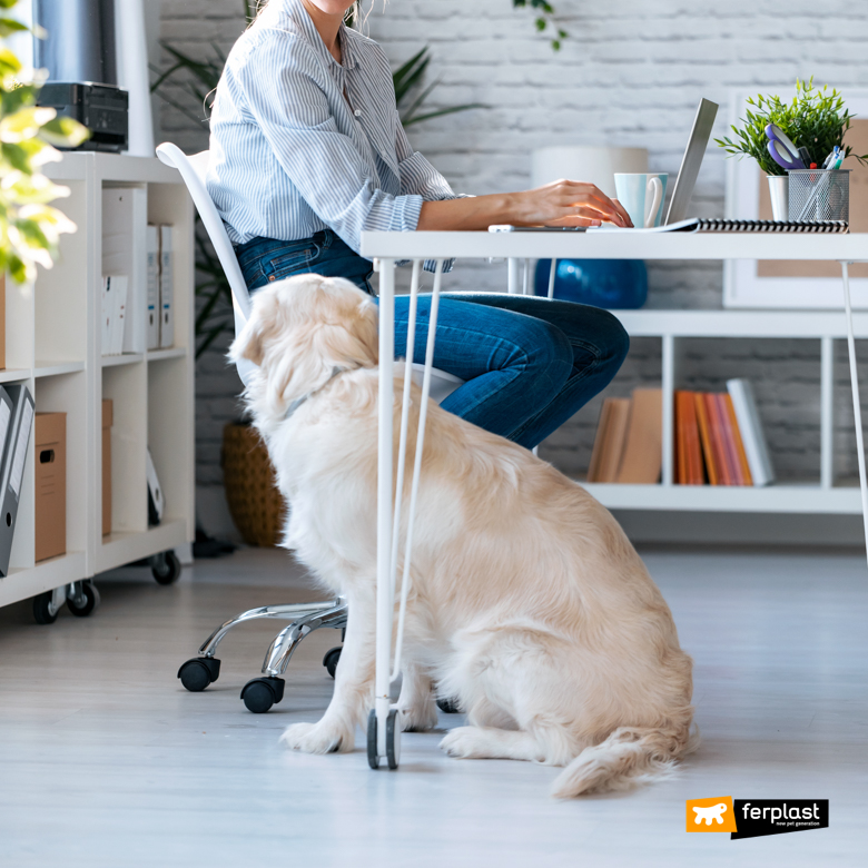 Cane in ufficio con la padrona: esempio virtuoso di animali al lavoro