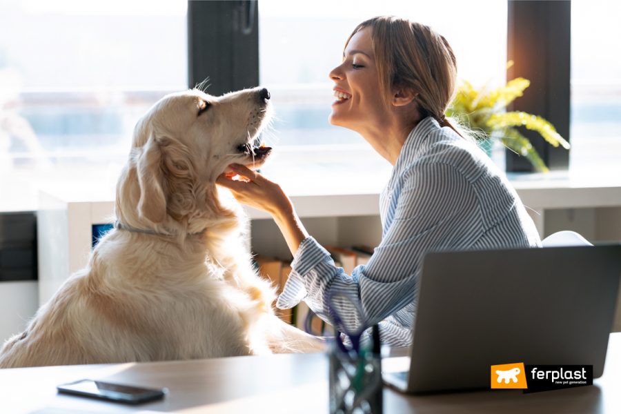 Cane in ufficio con la padrona: esempio virtuoso di animali al lavoro