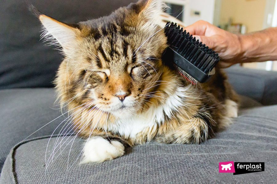 Proprietario spazzola il pelo del gatto in primavera