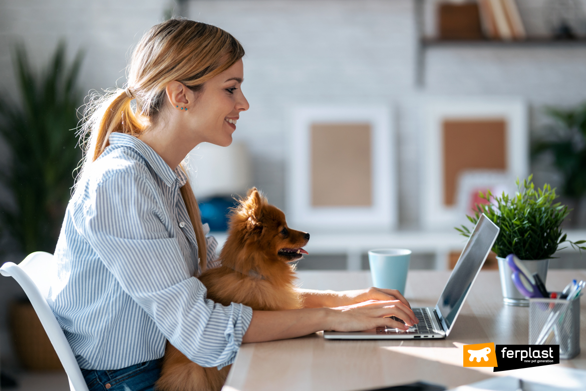 Cane in ufficio con la padrona: esempio virtuoso di animali al lavoro