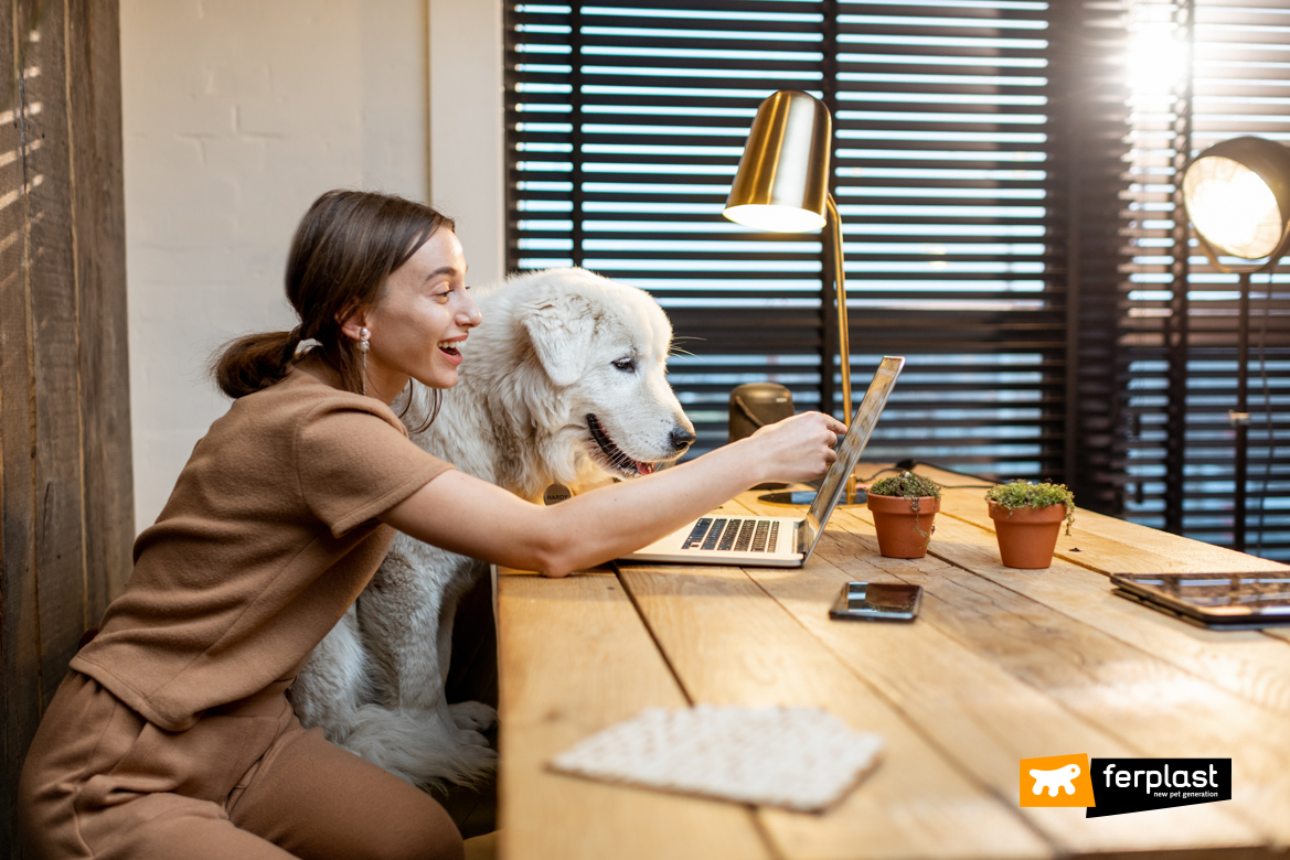 Cane al lavoro con la padrona: esempio virtuoso di animali al lavoro