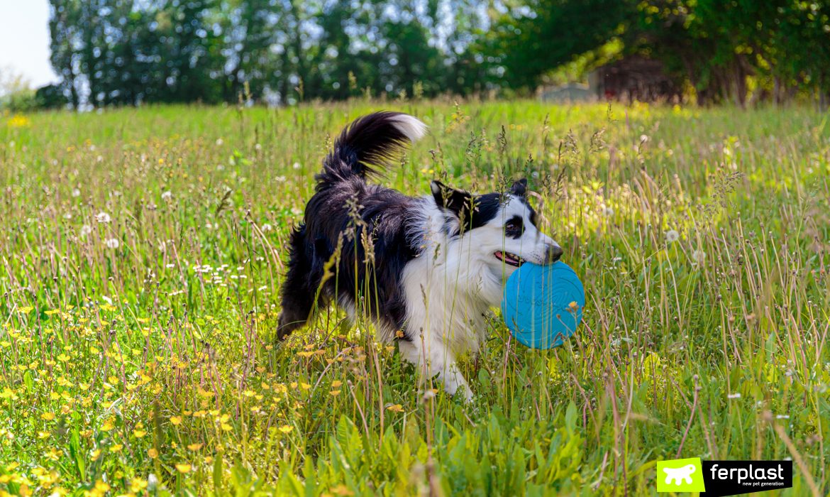 Cane gioca con frisbee di Ferplast per mantenersi in forma