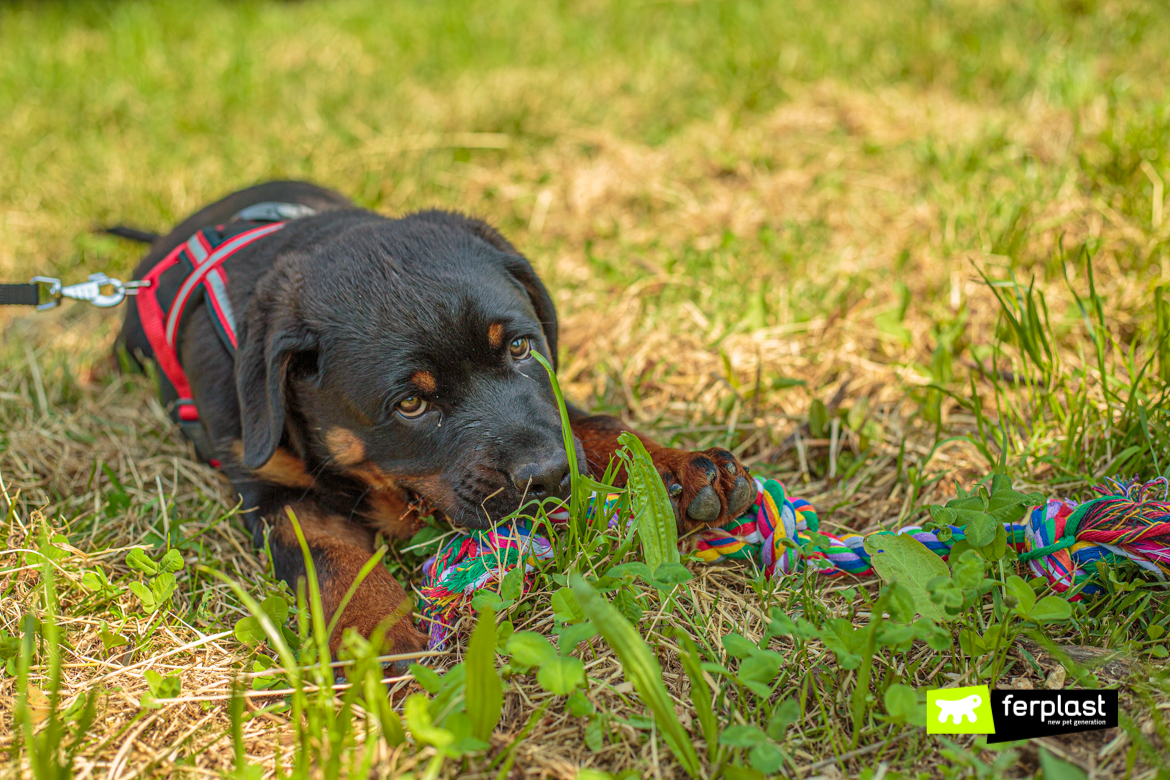 Cane in vacanza gioca con gioco Ferplast