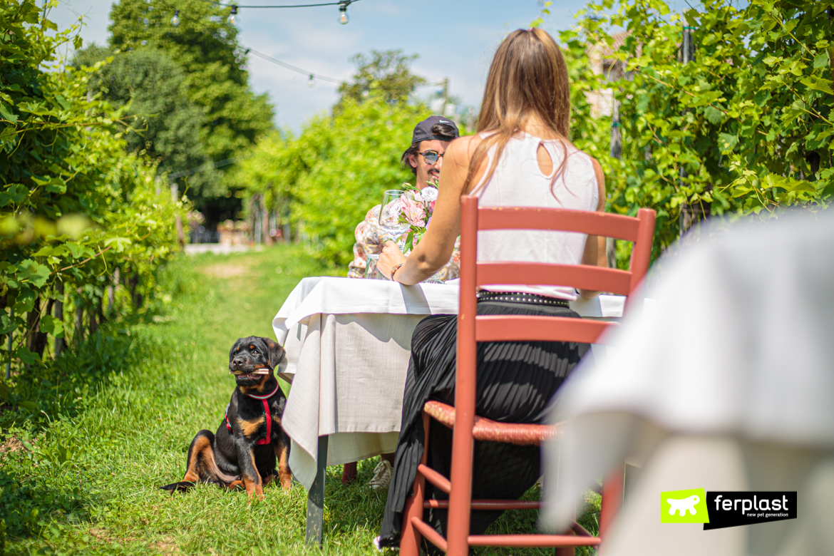 Cane in vacanza con padrone a tavola