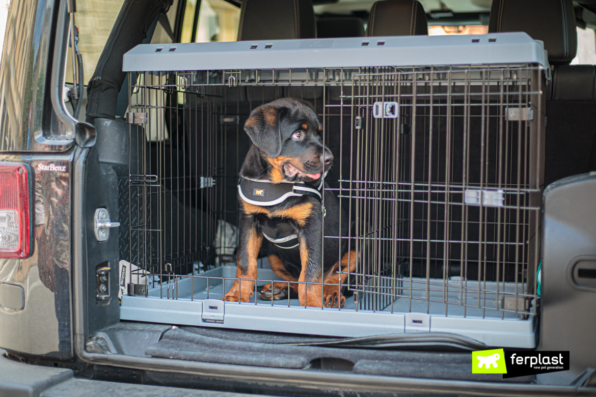 Cane in vacanza nel trasportino Superior 90 di Ferplast