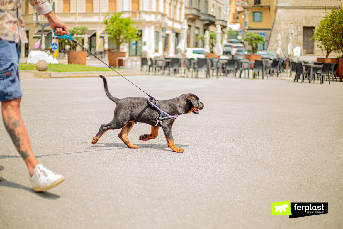 Cão-caminhando-nas-férias-com-arnês-Ferplast-e-chumbo