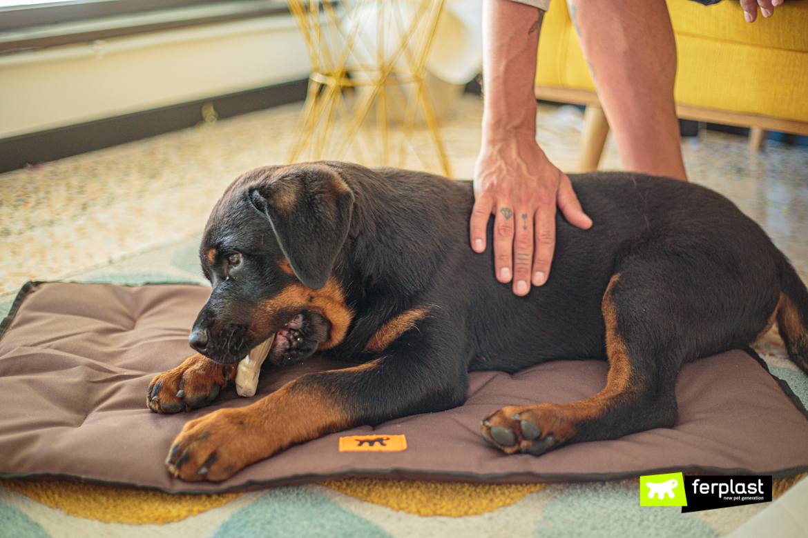 Cane in vacanza su cuscino Jolly di Ferplast