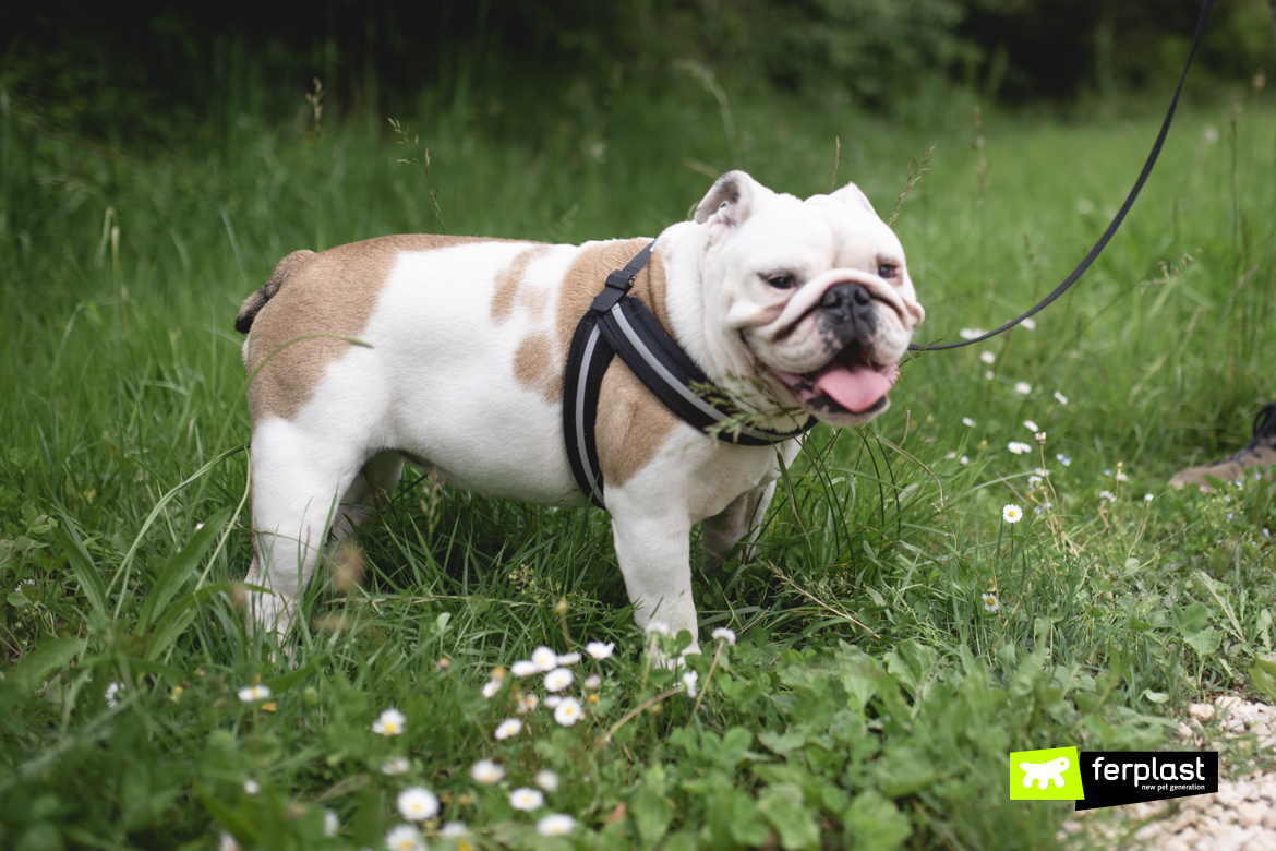 Cane in passeggiata per mantenersi in forma