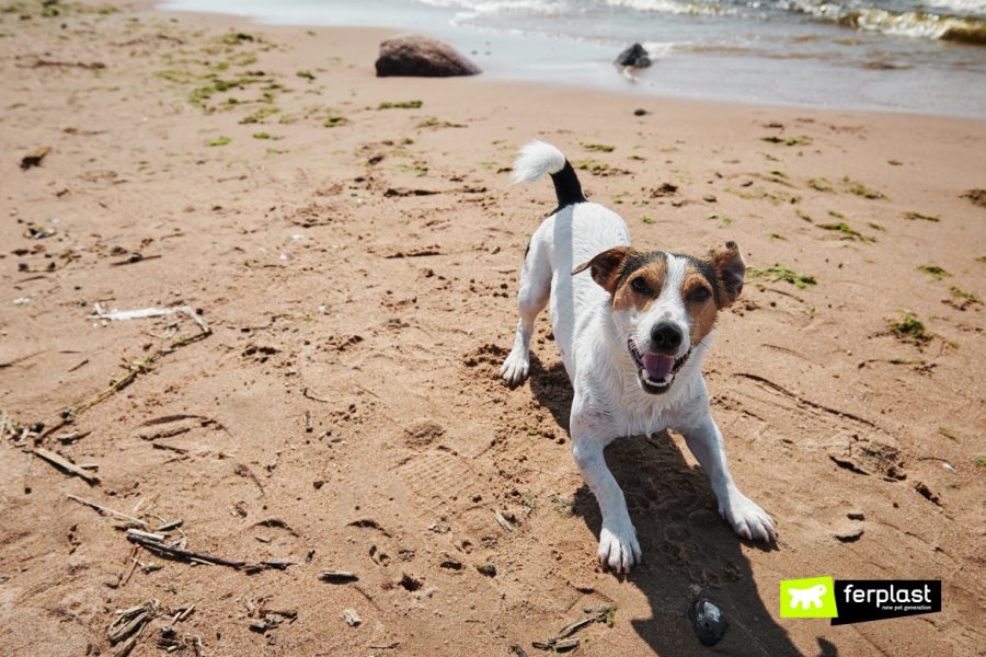 Cão na praia no verão