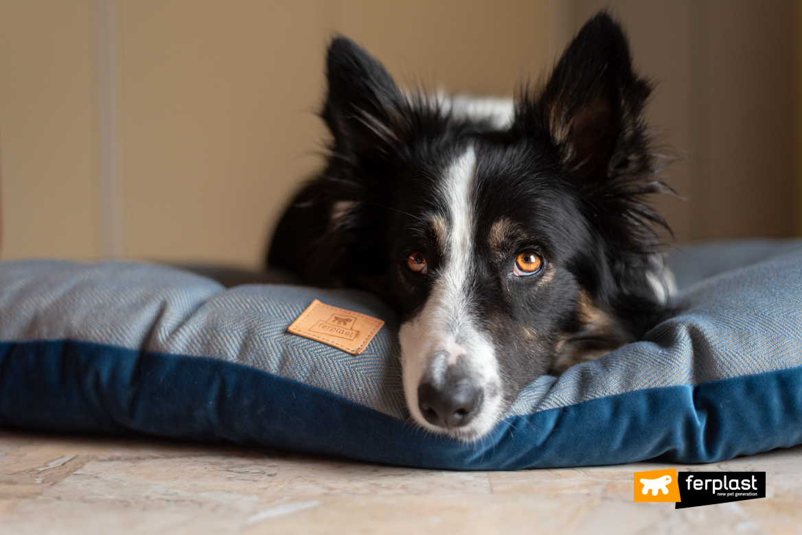 Cane riposa su cuscino Ferplast